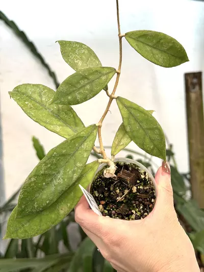 plant/3” Hoya finlaysonii (sp. Borneo)-0-thumbnail