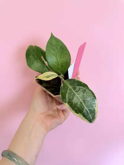 plant/#0092 Hoya Verticillata Sp Tanggamus Albo-0-thumbnail