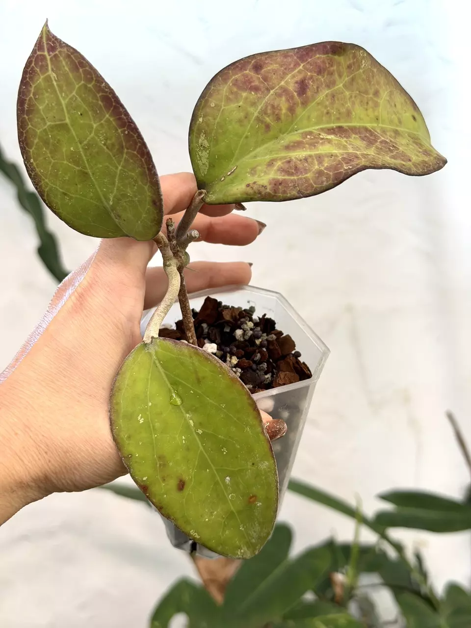 plant/3” Hoya vitellina (Fka fuscomarginata)-0