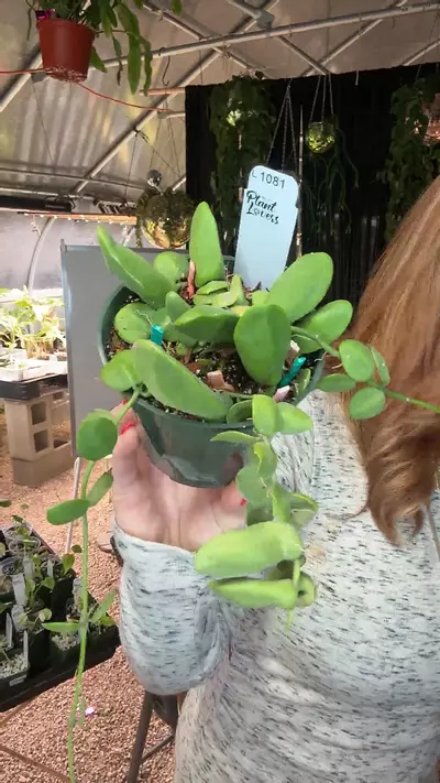 plant/Pl1081: Dischdia Major Mature-0-thumbnail