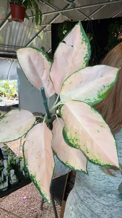 plant/PL3120: Aglaonema Pink Conchin-0-thumbnail