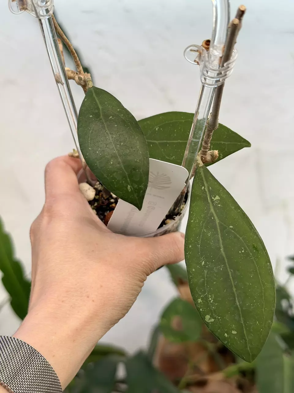 plant/3” Hoya erythrostemma-0
