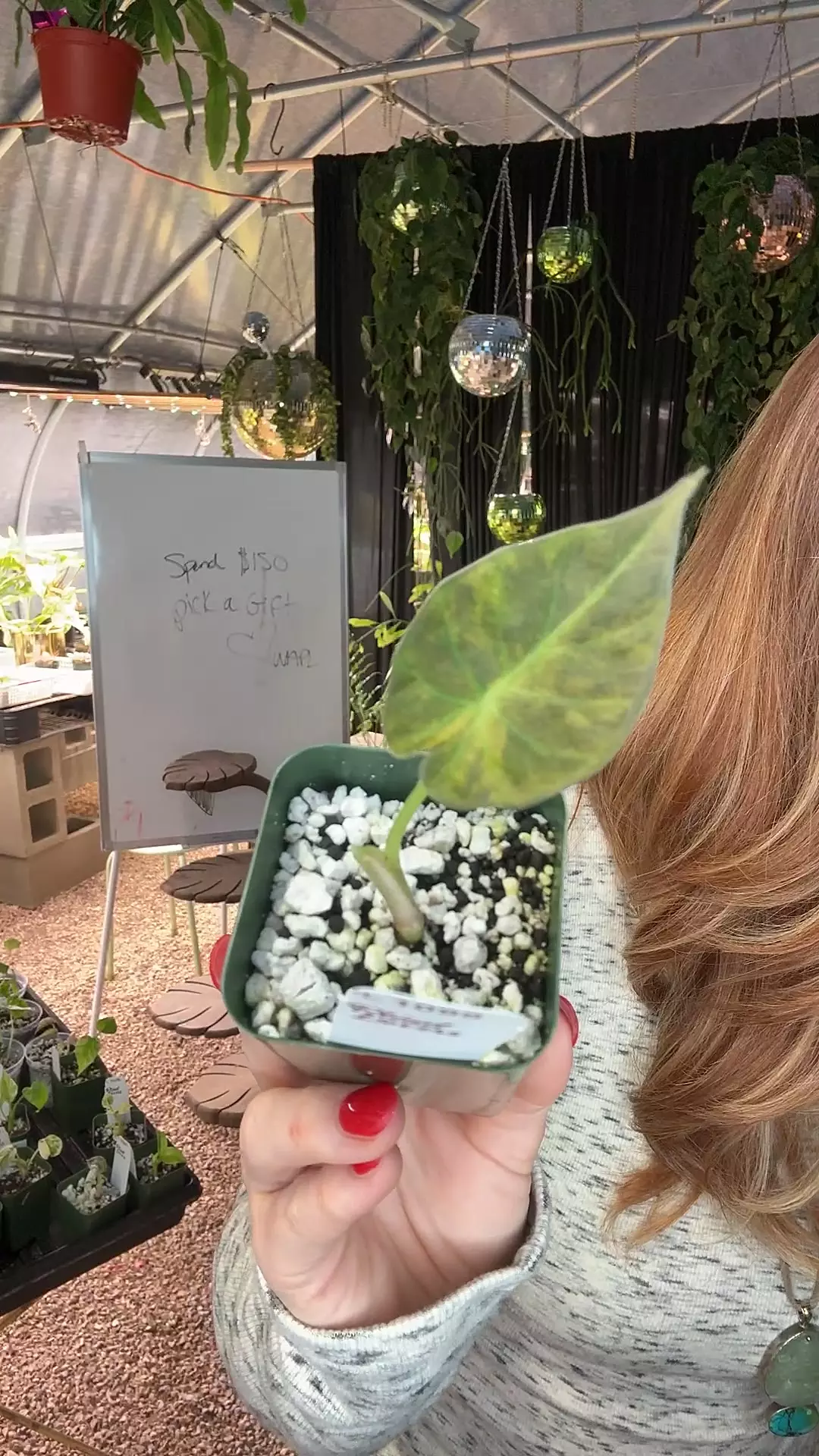 plant/PL1098: Regal Shield Aurea ships 1/12-0