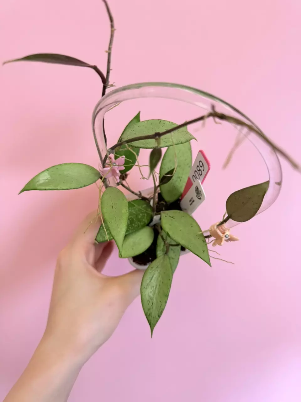 plant/#0089 Hoya Snow Cui Silver-0