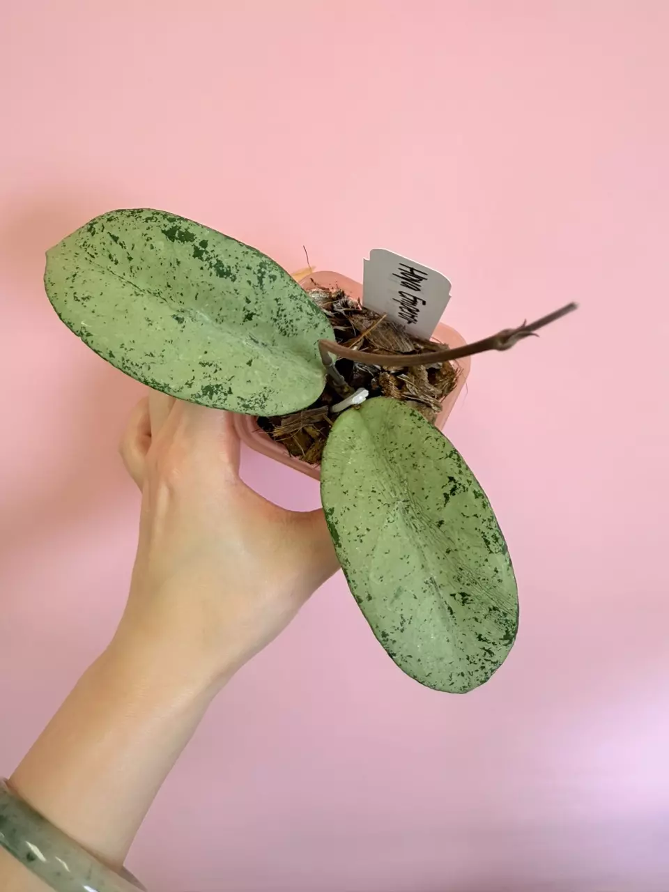 plant/Hoya Emperor-0