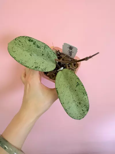 plant/Hoya Emperor-0-thumbnail