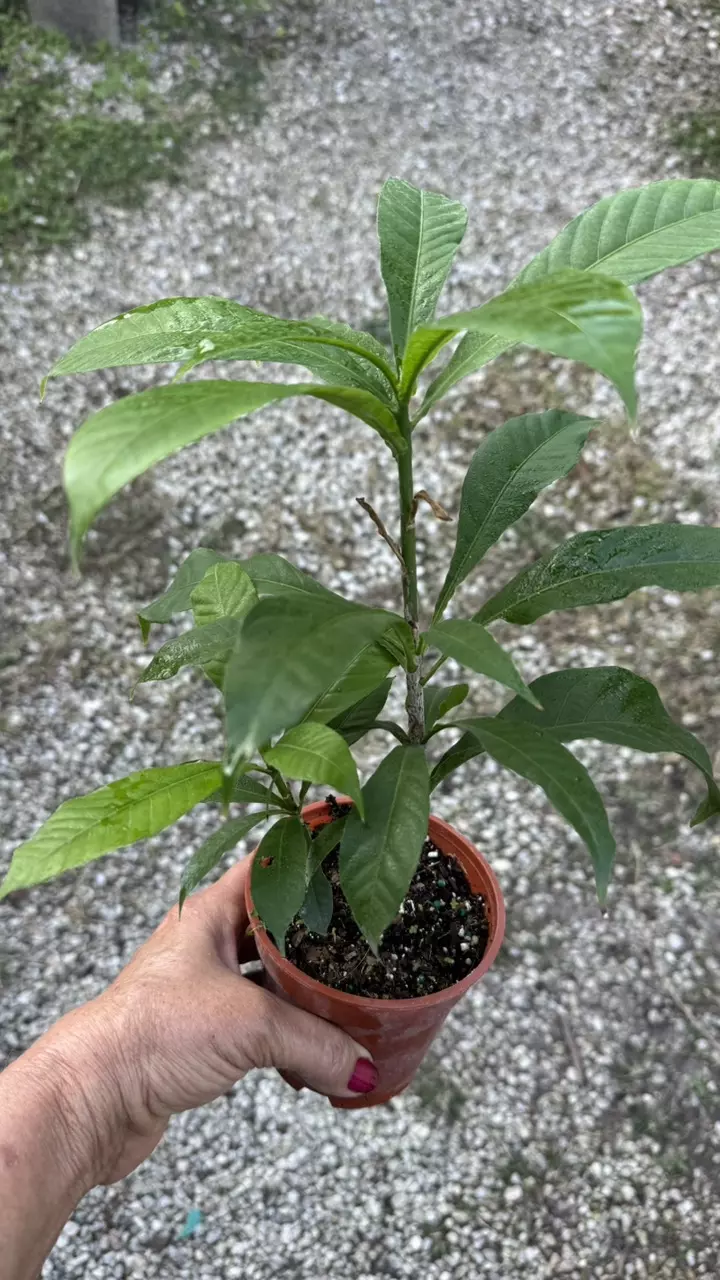 plant/Gustavia augusta 4” pot -Cutting( Earlier Bloomer)-1