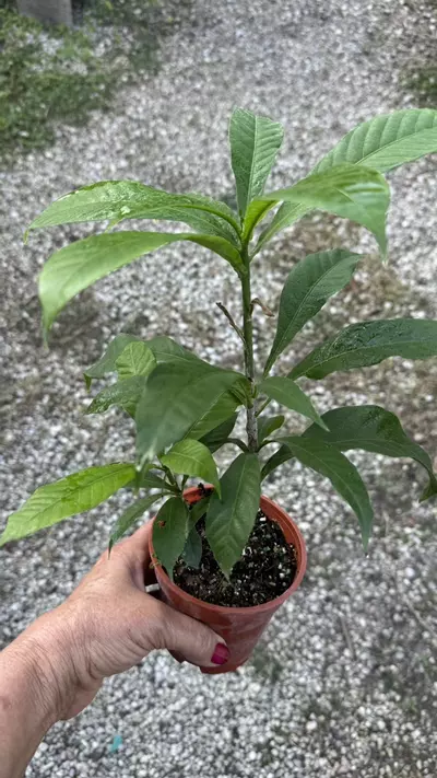 plant/Gustavia augusta 4” pot -Cutting( Earlier Bloomer)-1-thumbnail