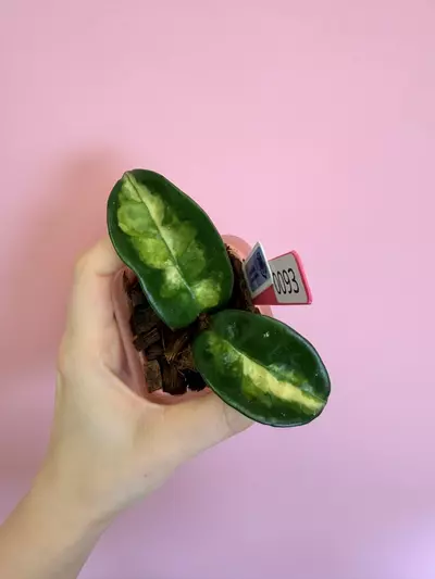 plant/#0093 Hoya Krinkle 8 Inner Variegated-0-thumbnail