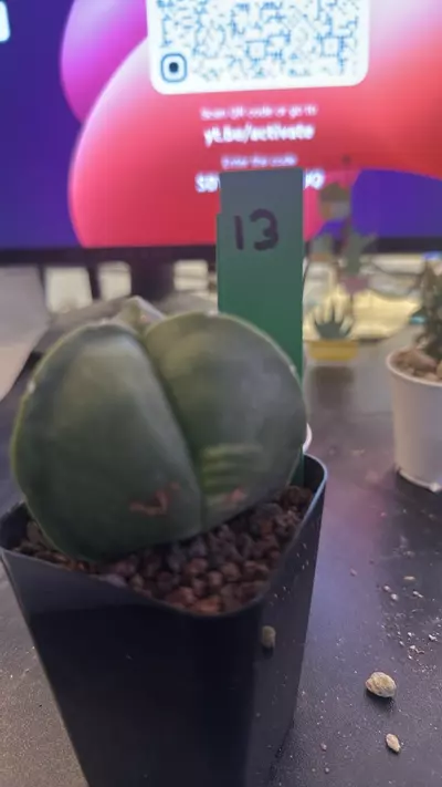 plant/13 very lightly var 3 rib myrio-0-thumbnail