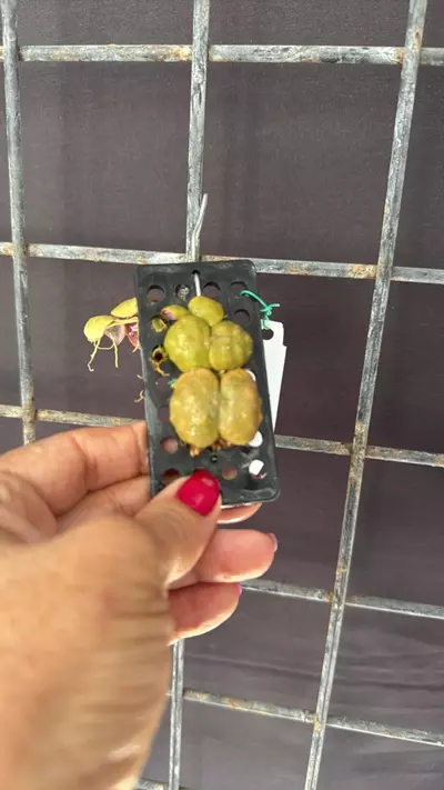 plant/Dischidia cochleata Mounted-0-thumbnail