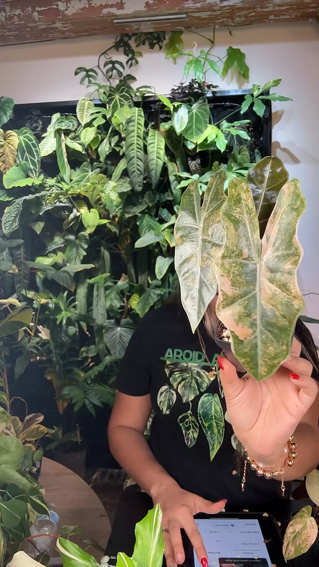 plant/0623 Alocasia sanderiana aurea-0