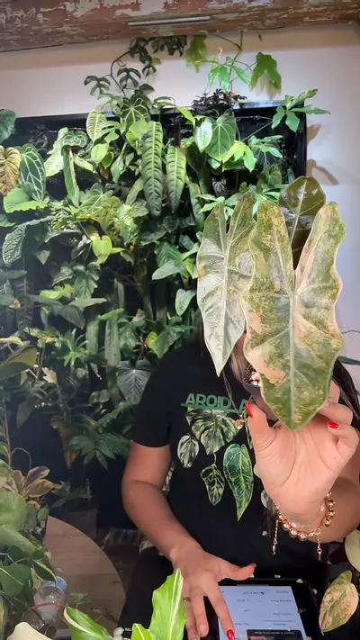 plant/0623 Alocasia sanderiana aurea-0-thumbnail