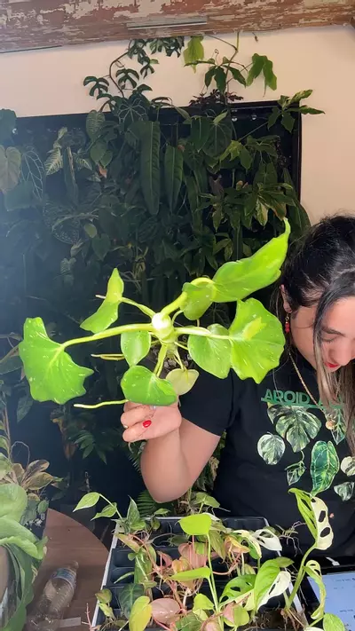 plant/philodendron waserwizi aurea variegated 0615-0-thumbnail