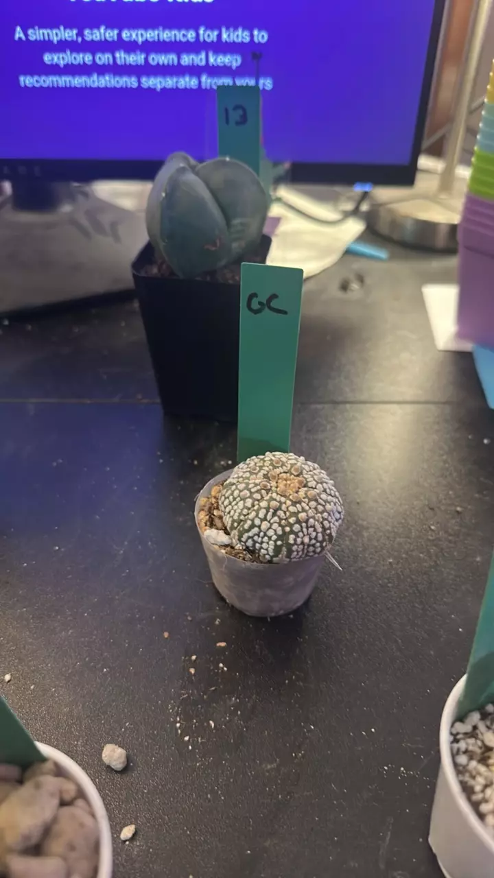 plant/gc Astro Super Kabuto Gc-0