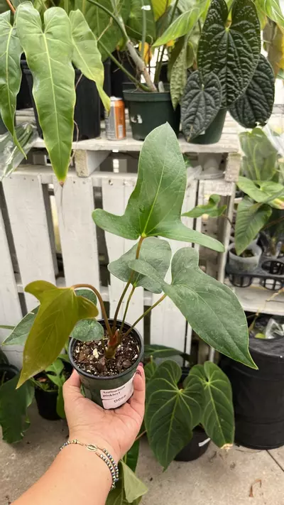 plant/d008 anth pinkleyi-0-thumbnail