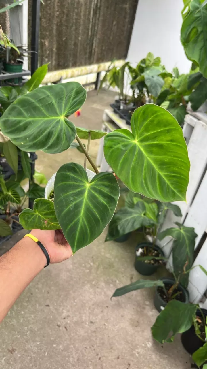 plant/D001 philodendron pseudoverrucosum-0