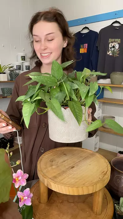 plant/Cebu Blue & Scalloped Pot Combo-0-thumbnail