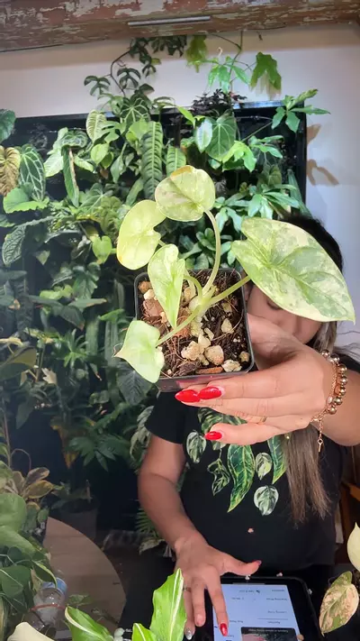 plant/0644 Alocasia silver dragón aurea-0-thumbnail