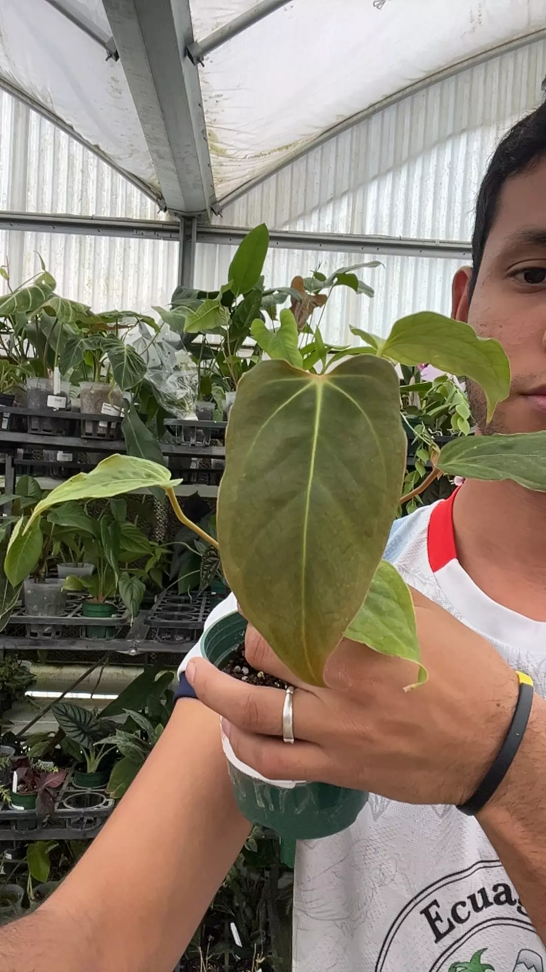 plant/DD362 Anthurium cuyabeno soul-0