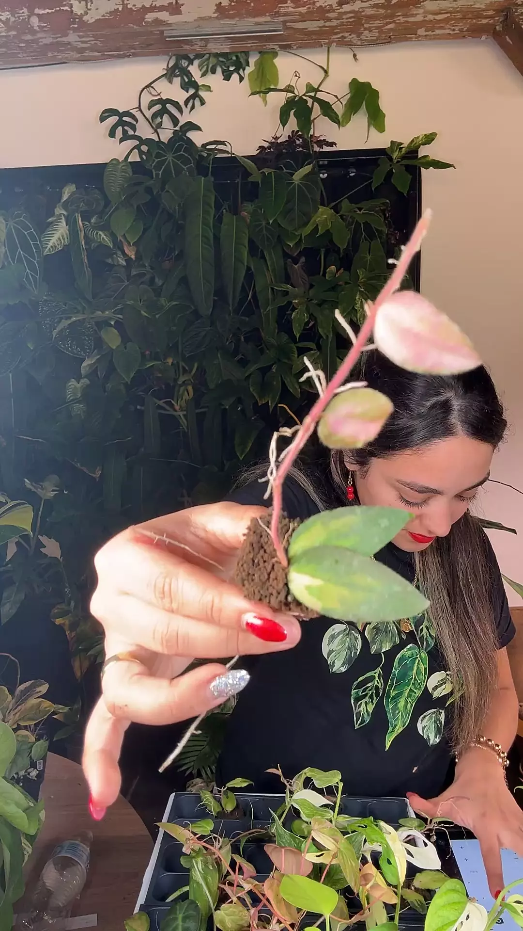 plant/hoya Caudata varuegsted 0667-0