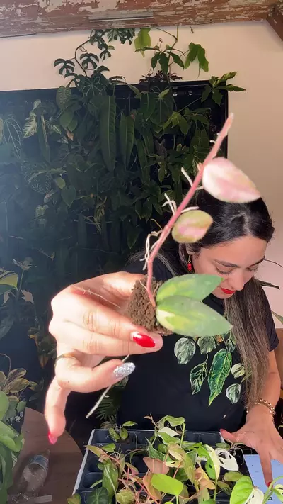 plant/hoya Caudata varuegsted 0667-0-thumbnail