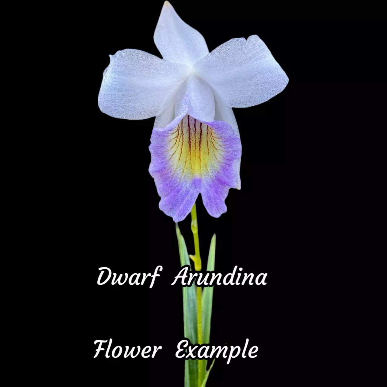 plant/Arundina graminifolia -Dwarf 4” pot Mini ground orchid GC-0