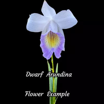 plant/Arundina graminifolia -Dwarf 4” pot Mini ground orchid GC-0-thumbnail