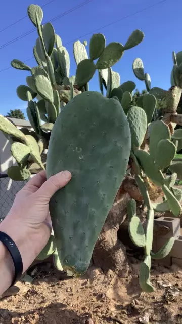 plant/opuntia cutting 8” long-0