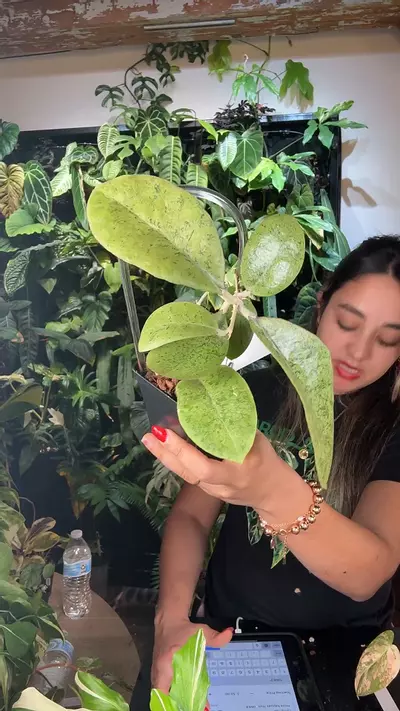 plant/hoya kapuas Hulu 0683-0-thumbnail