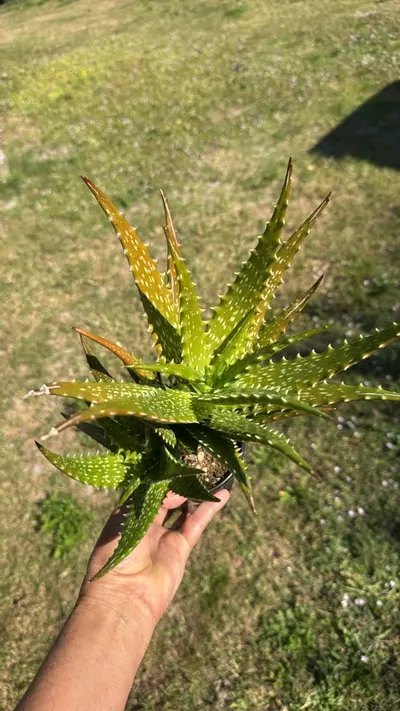 plant/Aloe dorotheae Sunset Aloe 4” pot Grower’s Choice-0-thumbnail