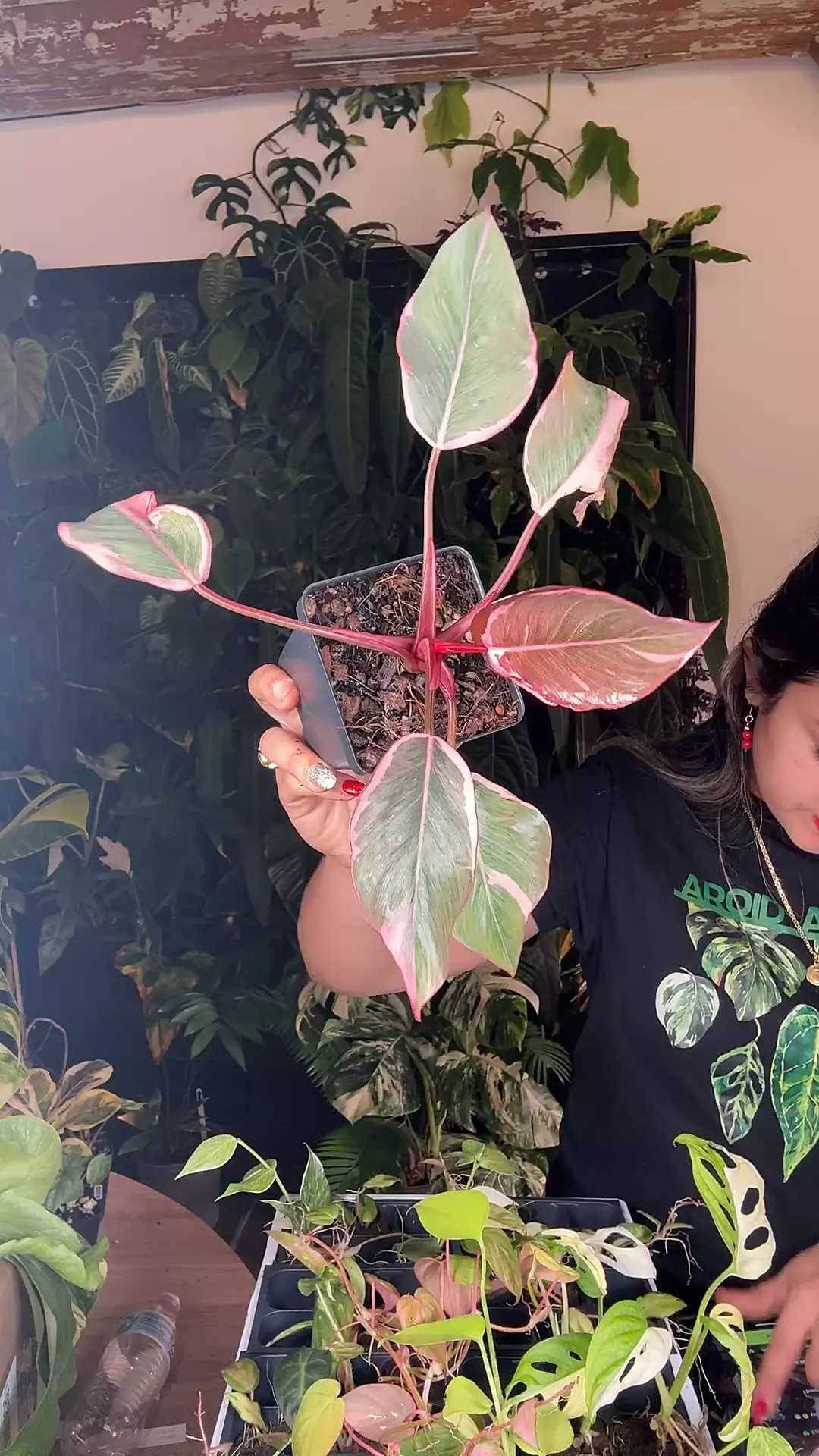 plant/ppp mutation 0672-0