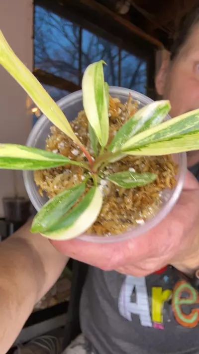 plant/Carmel marble philodendron highly variegated-0-thumbnail