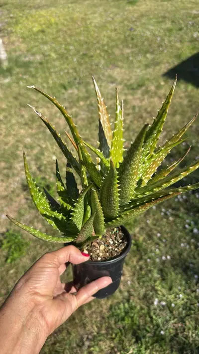 plant/Aloe dorotheae Sunset Aloe 4” pot Grower’s Choice-1-thumbnail