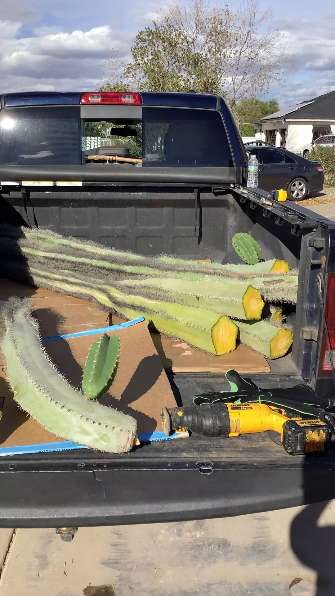 plant/woolly rhino 7 foot cutting-0