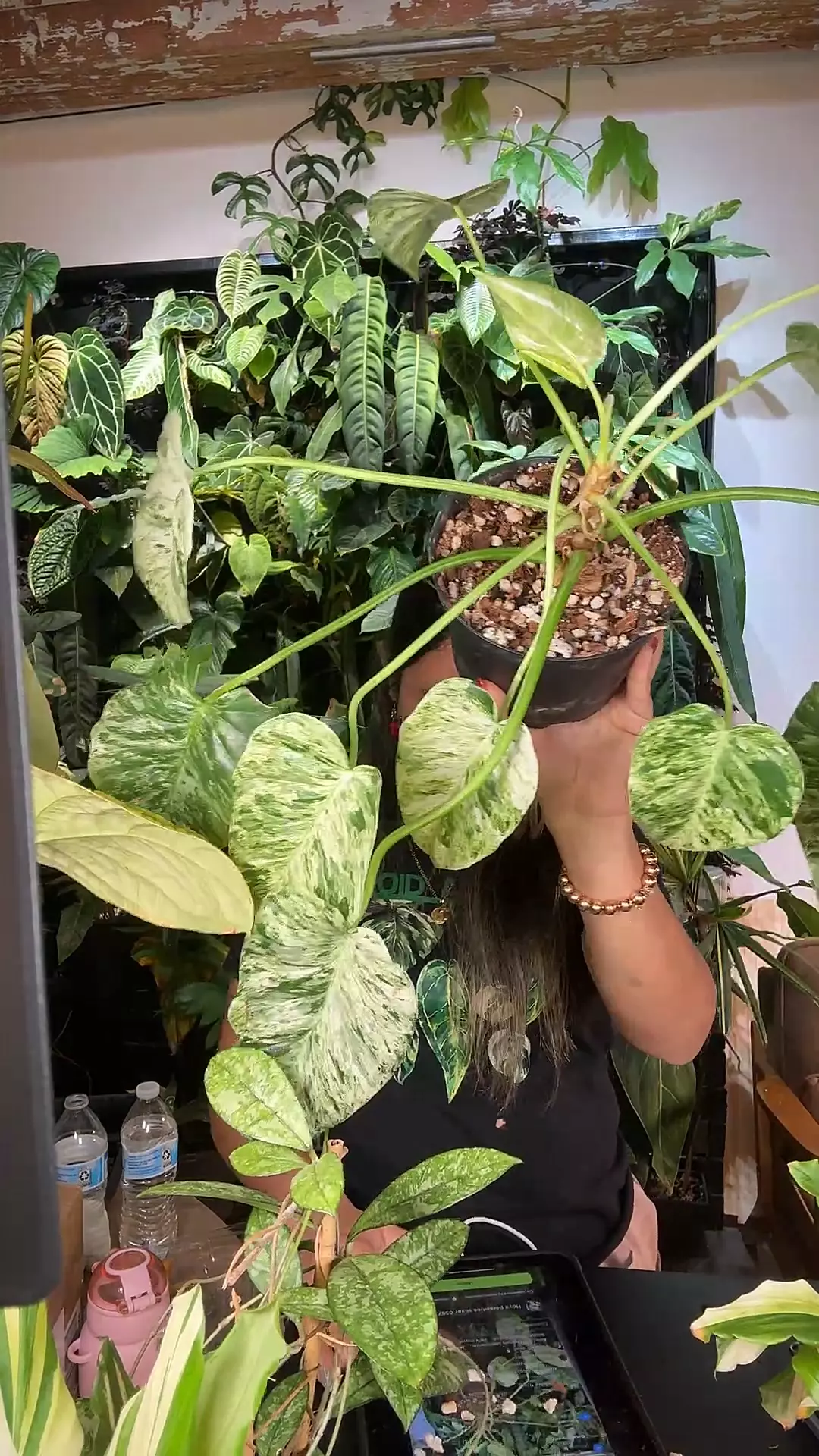 plant/0560 philodendron blizzard-0