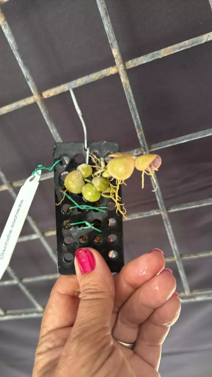 plant/Dischidia cochleata Mounted-1