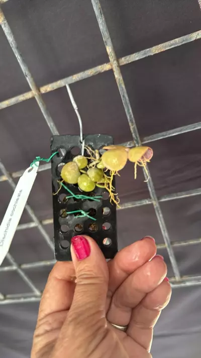 plant/Dischidia cochleata Mounted-1-thumbnail