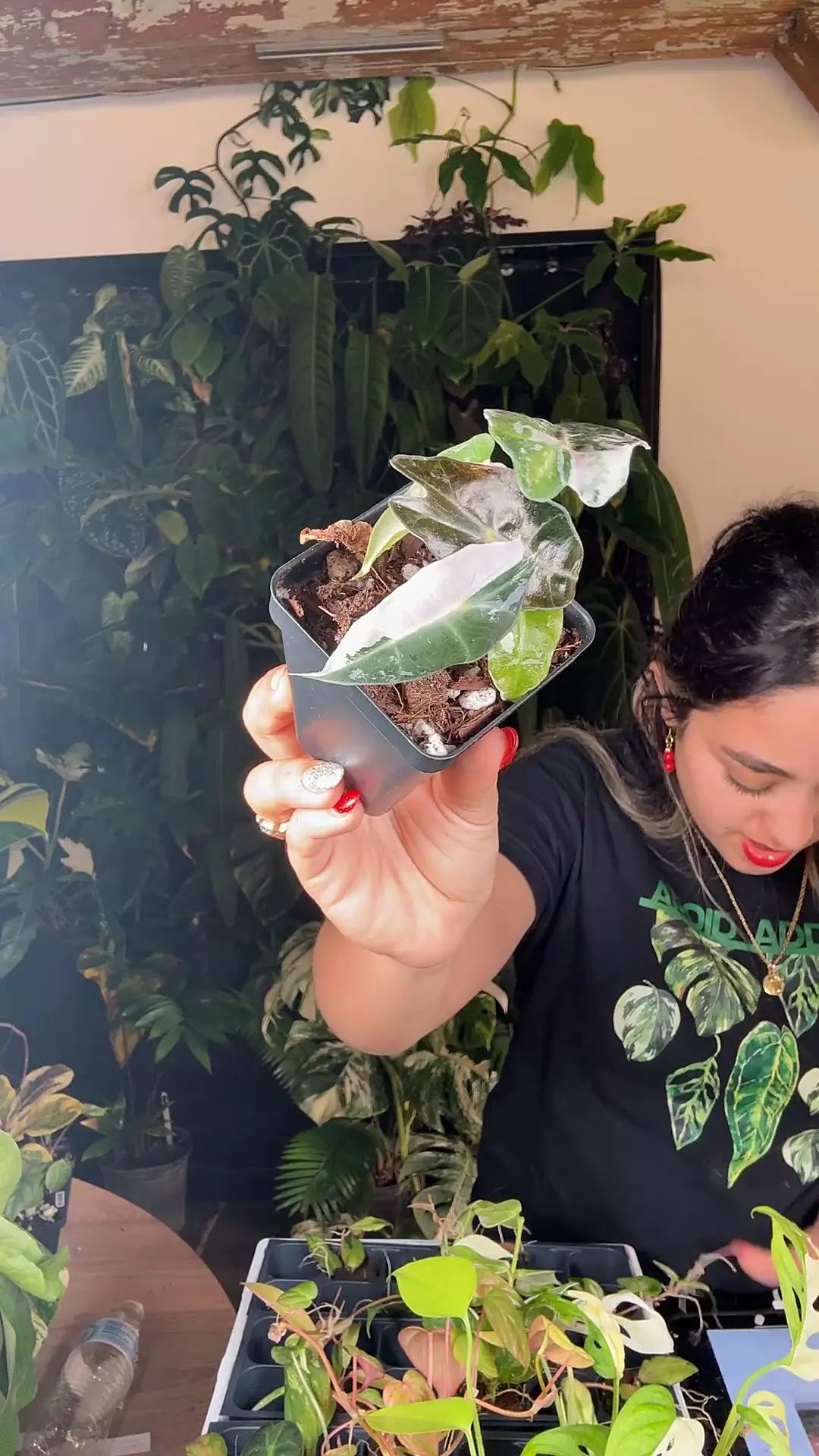 plant/0662 Alocasia pink amazónica-0