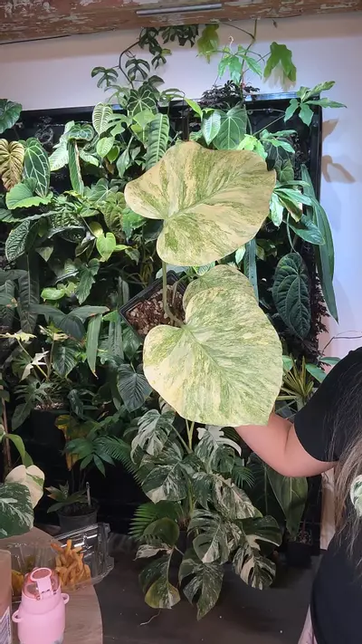 plant/1446 monstera legacy-0-thumbnail