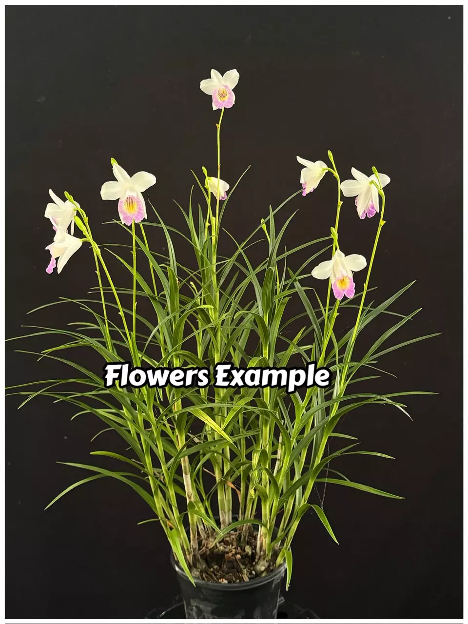 plant/Arundina graminifolia -Dwarf 4” pot Mini ground orchid GC-1