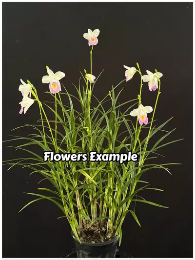 plant/Arundina graminifolia -Dwarf 4” pot Mini ground orchid GC-1-thumbnail