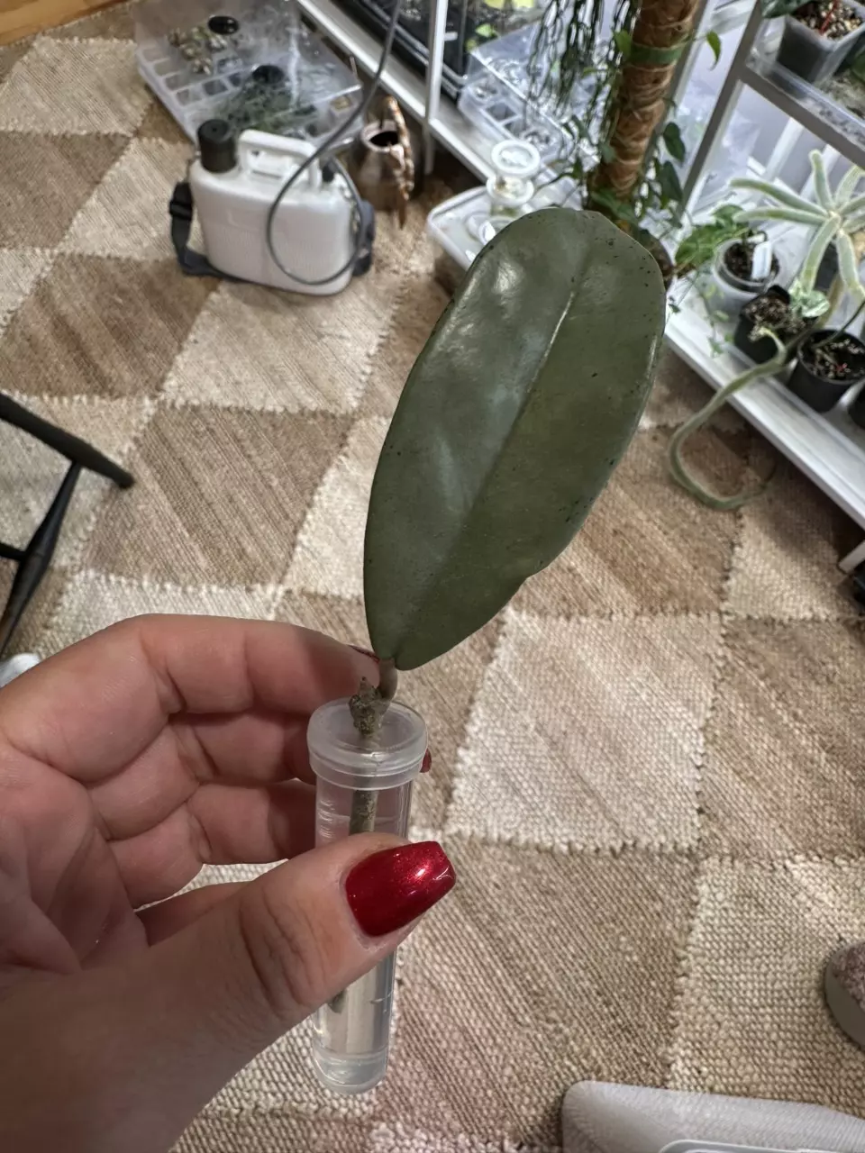 plant/Wilburgraves Silver-0