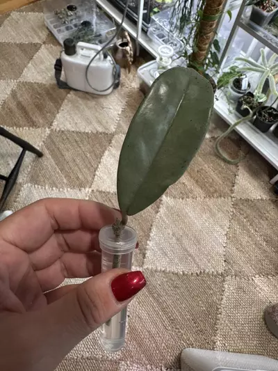 plant/Wilburgraves Silver-0-thumbnail