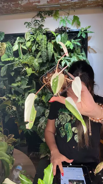 plant/0239 philodendron gloriosum variegated-0-thumbnail