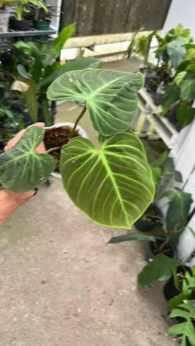 plant/D251 philodendron Rubrijuvenile-0-thumbnail