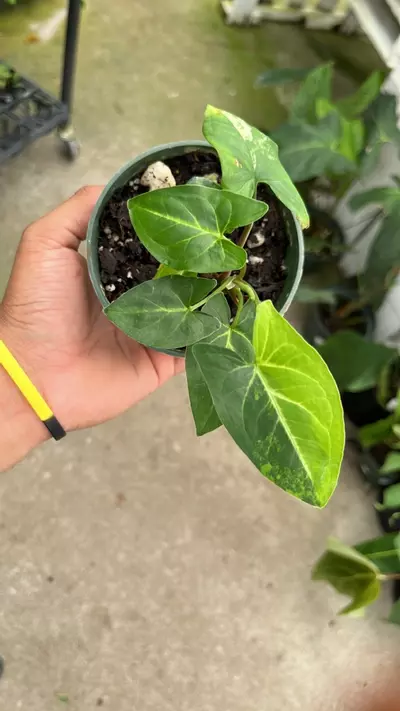 plant/D012 syngonium áurea-0-thumbnail