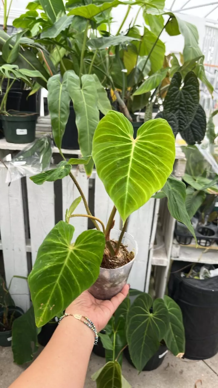 plant/a177 Philo verrucosum green zafire-0