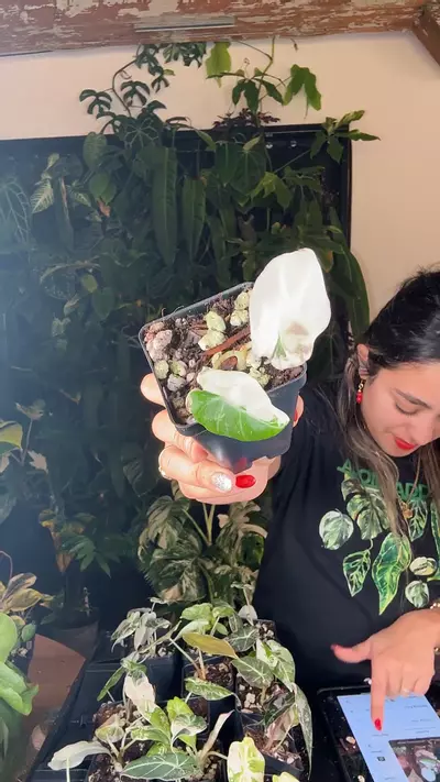 plant/0631 Alocasia pink black velvet-0-thumbnail