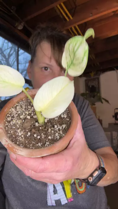 plant/white monster-0-thumbnail